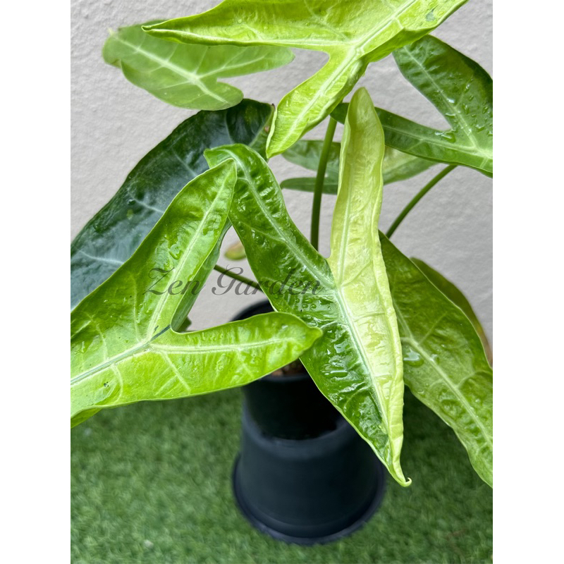 alocasia-longiloba-aurea-shopee-malaysia