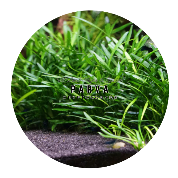 [Aquatic Plant] Cryptocoryne Mini Parva Foreground Green Carpet Plants ...