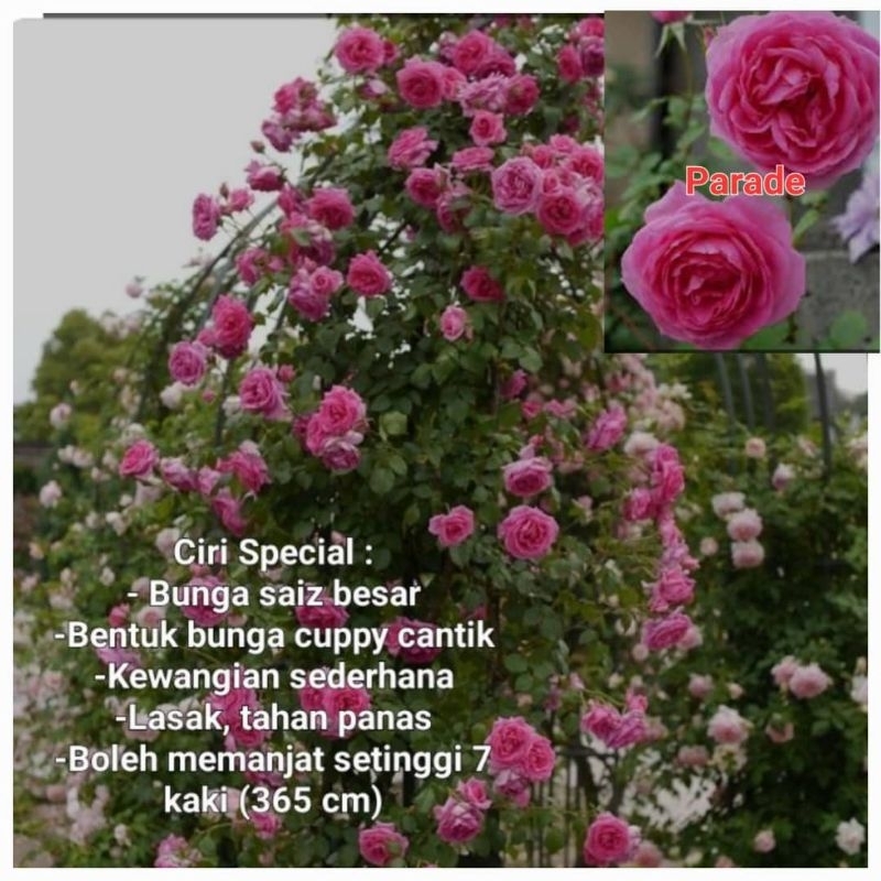 🌹🥀Anak Pokok Ros Mawar Berid Berakar Tahan Panas Ownroot Rose Id Live ...