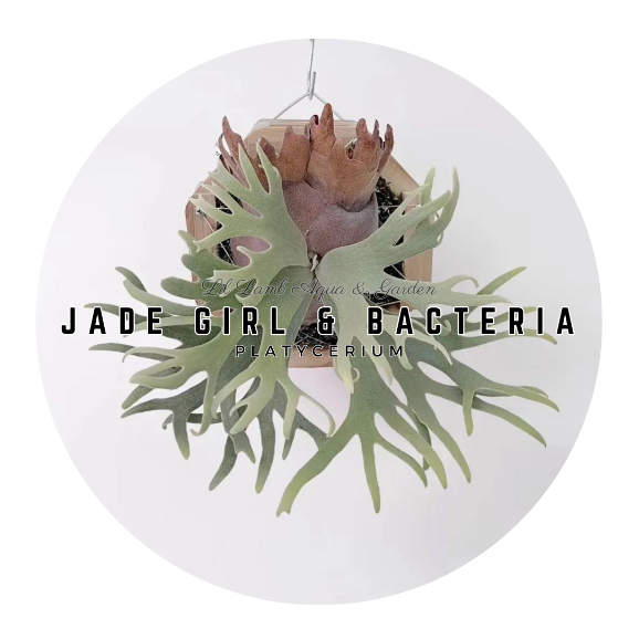 Platycerium] Willinckii Jade Girl / Bacteria Sporeling Rare Dwarf