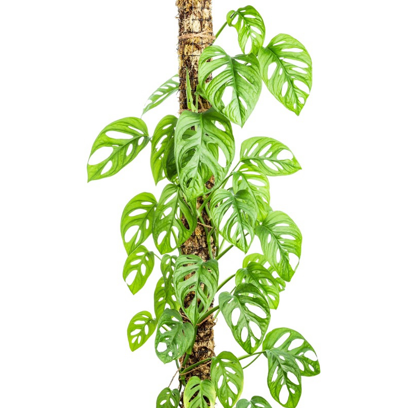 Pokok Monstera Adansoni / Keladi monstera | Shopee Malaysia