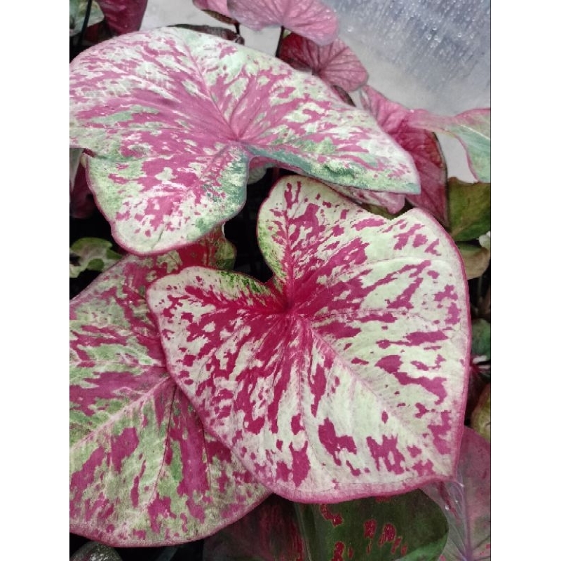 Caladium / ID :Green Berry /Jenis Daun Besar/ Keladi | Shopee Malaysia
