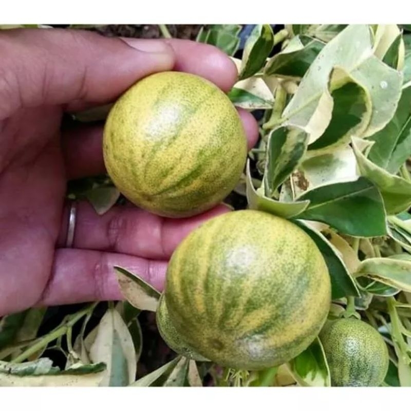 Happi GO Anak Pokok Limau Kasturi Batik Variegated 花叶桔子 (Live Plant ...