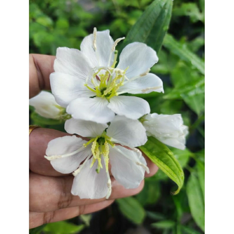 Anak pokok Senduduk bunga putih dalam polybag saiz kecil | Shopee Malaysia