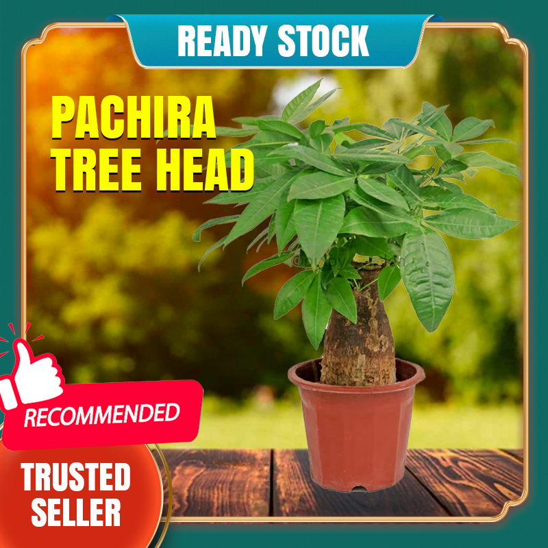 [HARGA BORONG] Pachira Tree Head Single Stem Money Tree real live ...
