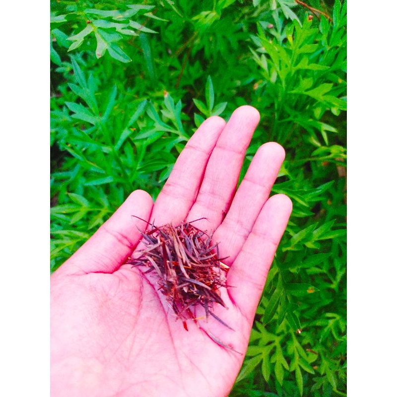 Biji Benih Ulam Raja Kampung 100pcs | Shopee Malaysia