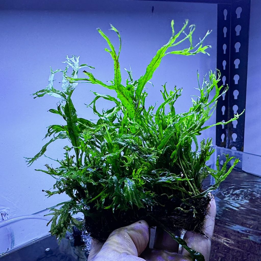[LOCAL SELLER] Windelov Java Fern - Aquatic Plant (Aquascape/Aquarium ...