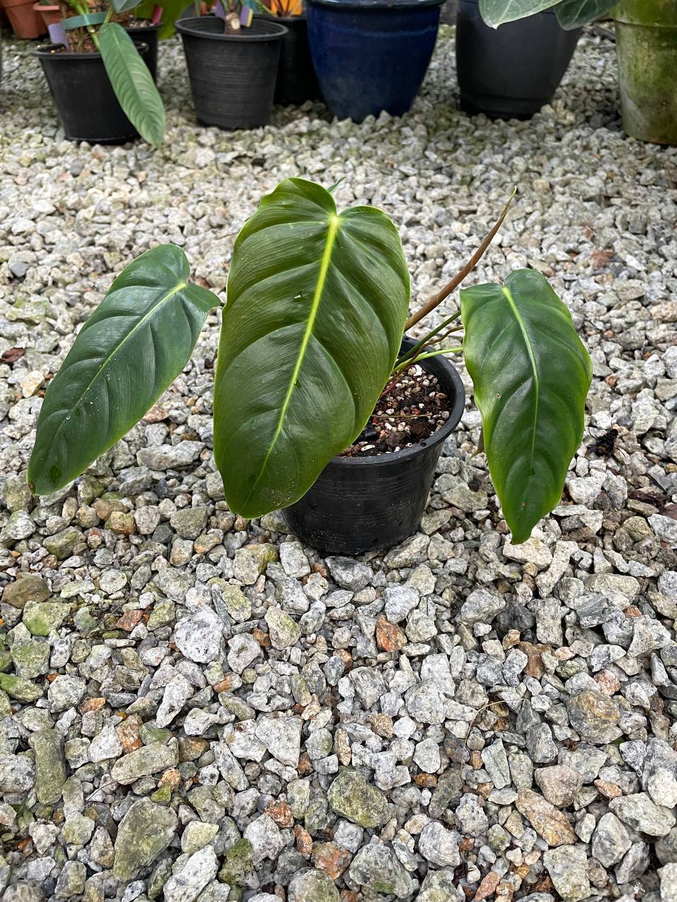 Anthurium Esmeraldense Santo Domingo - Aroid Live Indoor Plant Pokok  Tanaman Hiasan | Shopee Malaysia