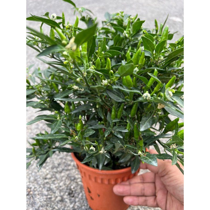 Pokok Cili Sudah Berbuah Rimbun 🌶️ - Rasa Pedas - Tanam Separa Panas ...