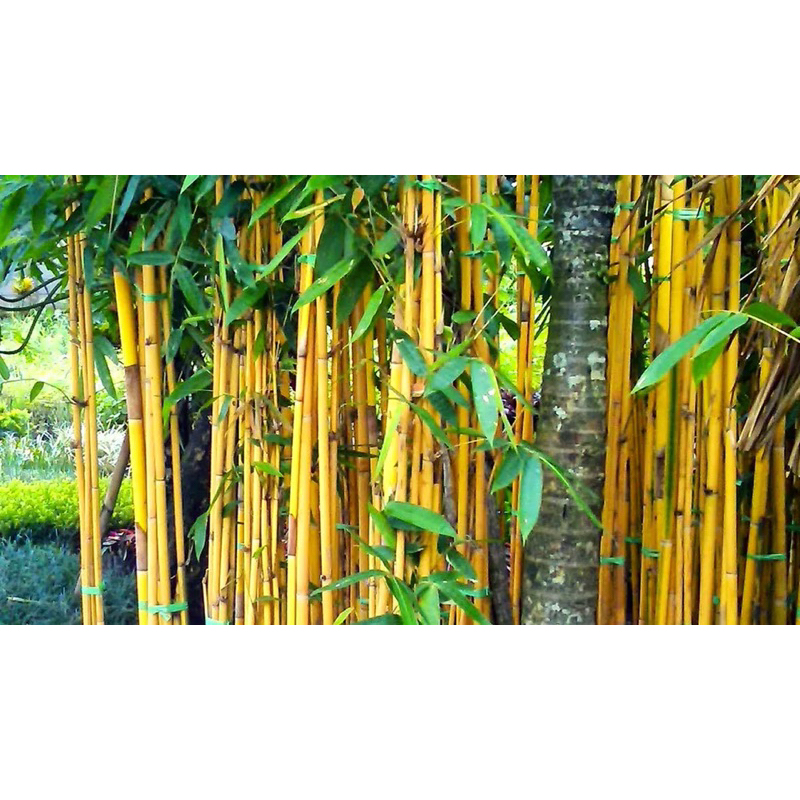 Pokok Buluh kuning thai murah / pokok Buluh kuning | Shopee Malaysia