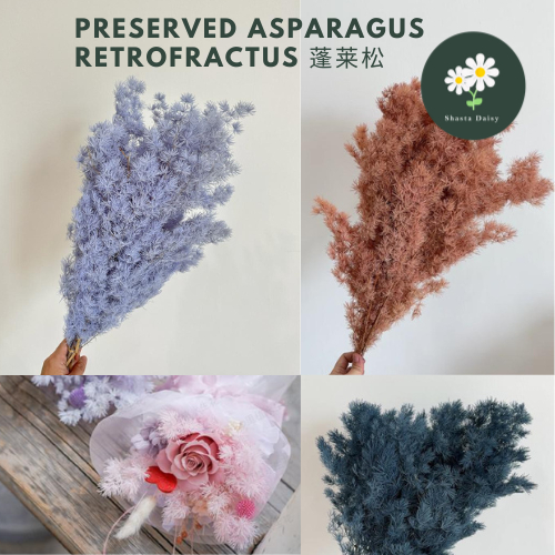 Preserved Asparagus Retrofractus 蓬莱松永生花 Preserved Flower Dried Flower ...