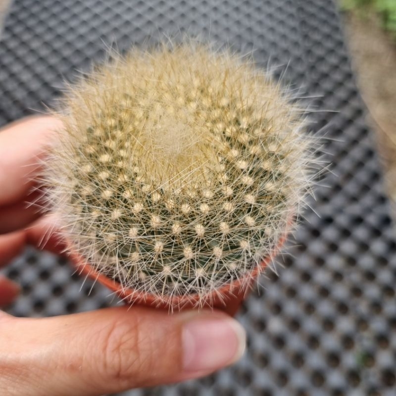 Live cactus (pot size 5cm) ready stock 仙人掌 Shopee Malaysia