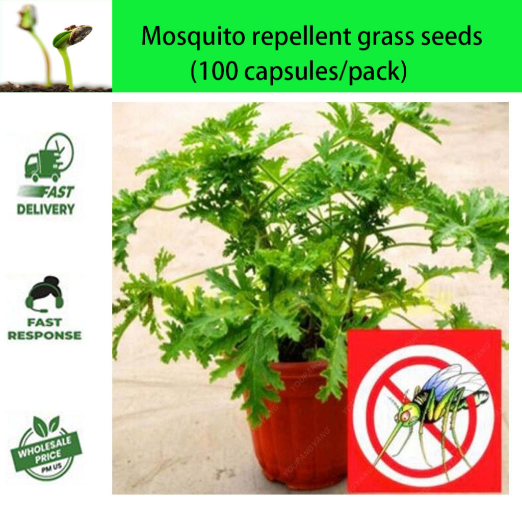 Mosquito repellent grass seeds Indoor plant seeds Flower seeds Potted