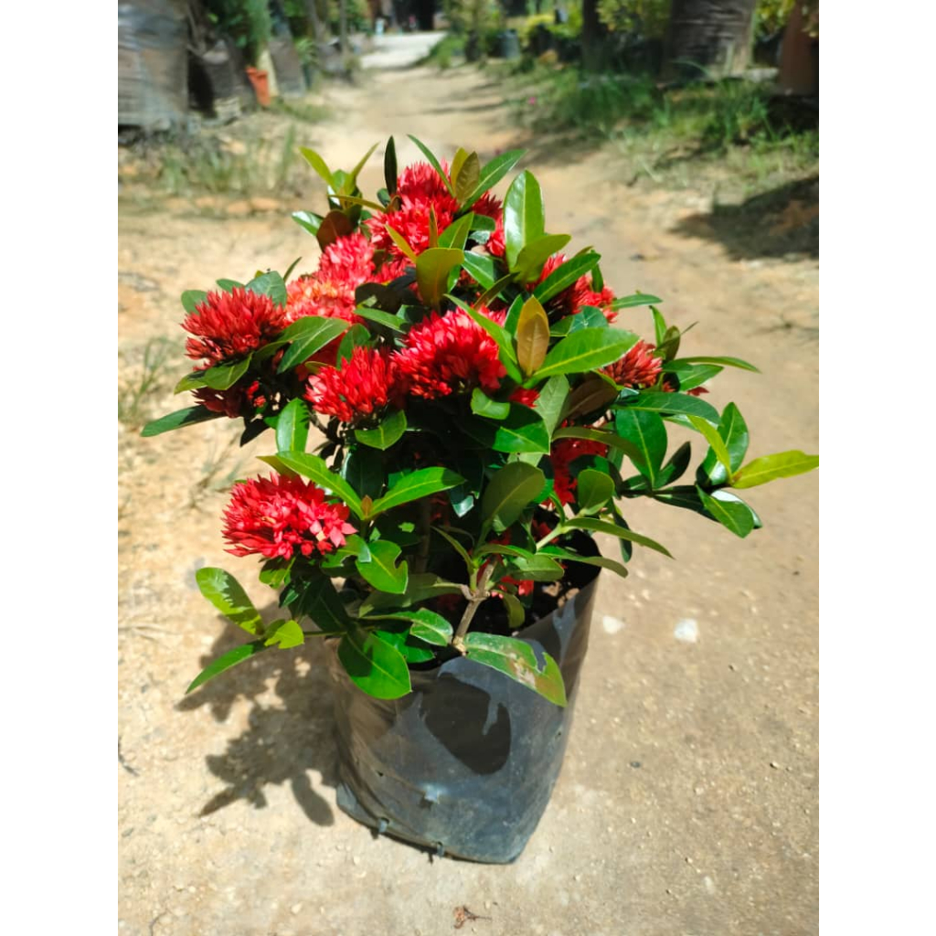 Red Dwarft Ixora Plant / Siantan Renek Bunga Merah | Shopee Malaysia
