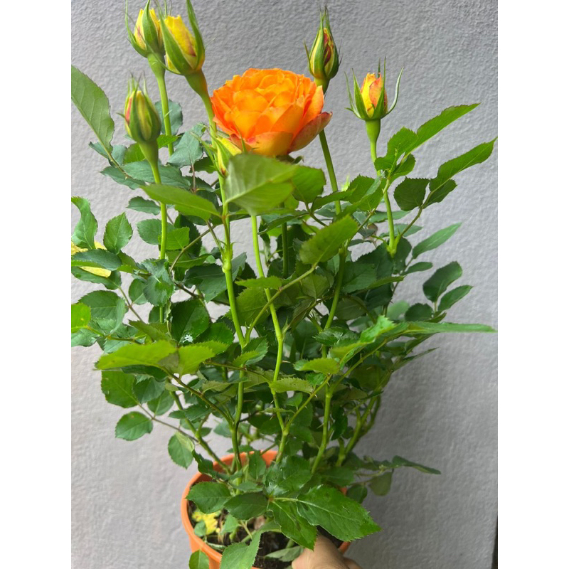 Ros Kampung Bunga Cameron Wangi (Merah / Pink / Kuning / Peach ...
