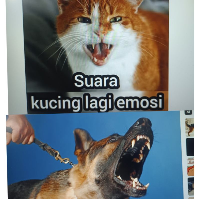 suara kucing /anjing Reverse Sound 12v-24v JAPAN speaker Kancil Kelisa ...