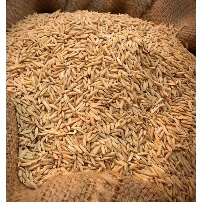 Glutinous rice seeds for garden | Shopee Malaysia