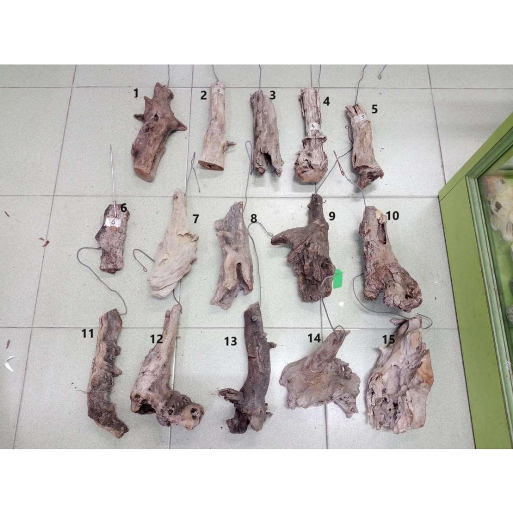 Hang On Driftwood Wood , Kayu Ikat Orchid , Air Plant Pokok (For ...