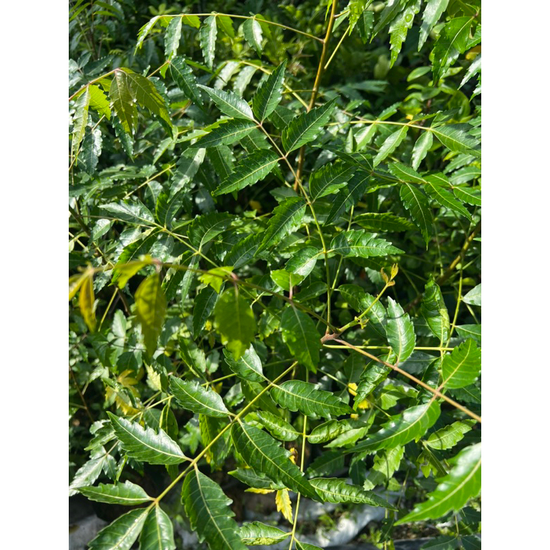 Semambu Daun Chicken Pox Neem Tree Shopee Malaysia