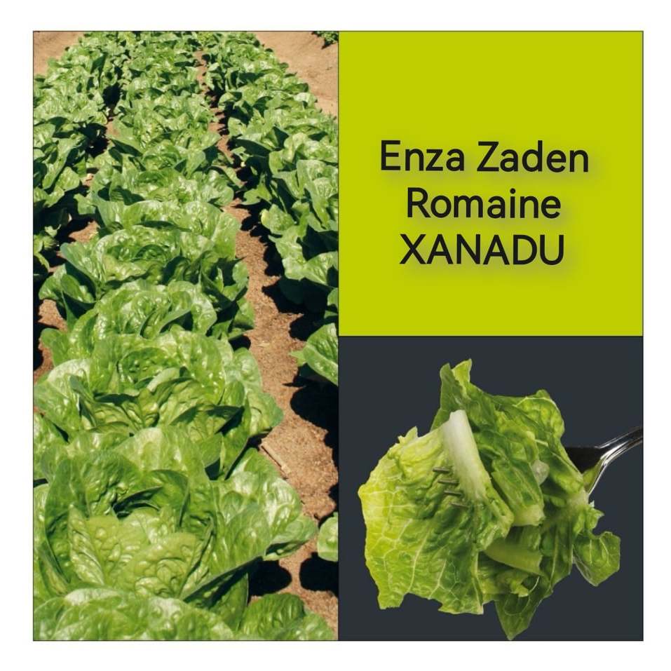 ENZA ZADEN Romaine XANADU high quality lettuce seeds Imported from