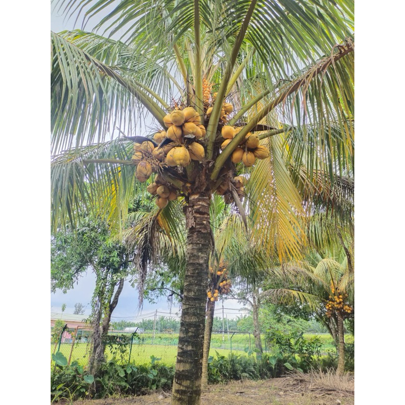 ANAK POKOK KELAPA EMAS RENDAH 低金椰树子 | Shopee Malaysia