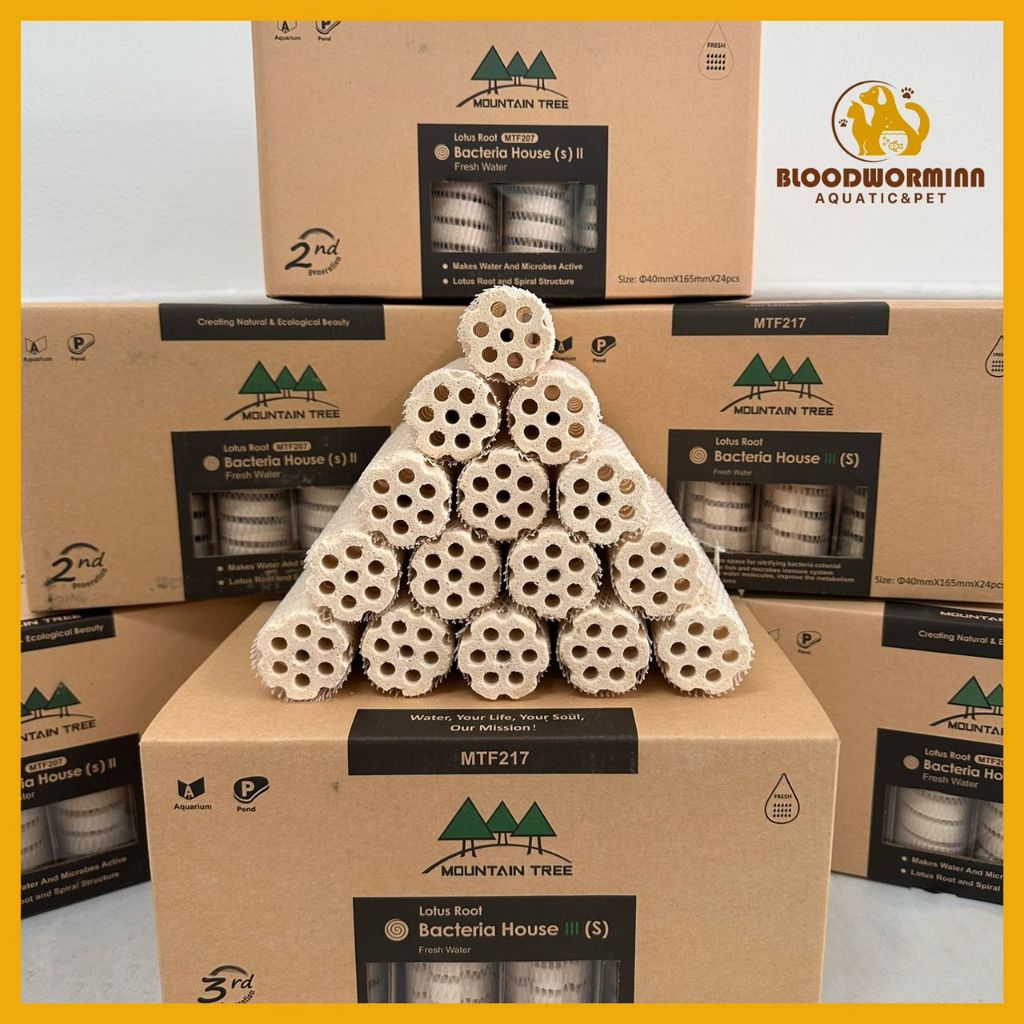 Mountain Tree Lotus Root Gen IIl MTF217 S size 24PCS/Box (READY STOCK ...