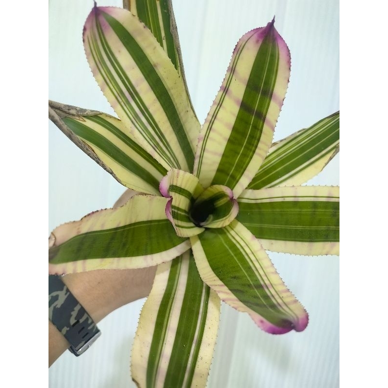 bromeliad neoregelia Fruit Stripe Albo | Shopee Malaysia