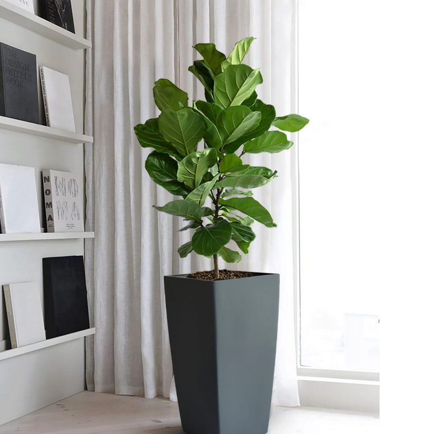MF - Ficus Lyrat / Bambino Multi /芭比榕/小叶琴叶榕/粗杆琴叶榕/pokok Hidup / live ...