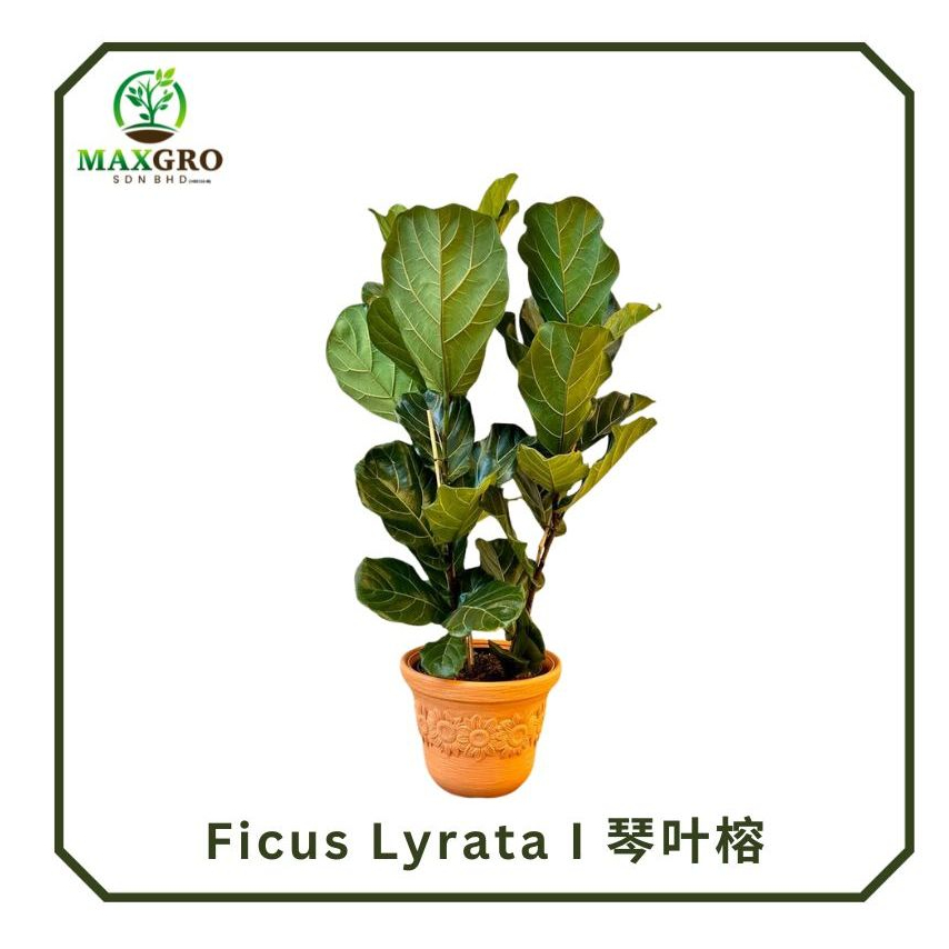 Ficus Lyrata 琴叶榕 Indoor Plants Outdoor Plants Real Plants