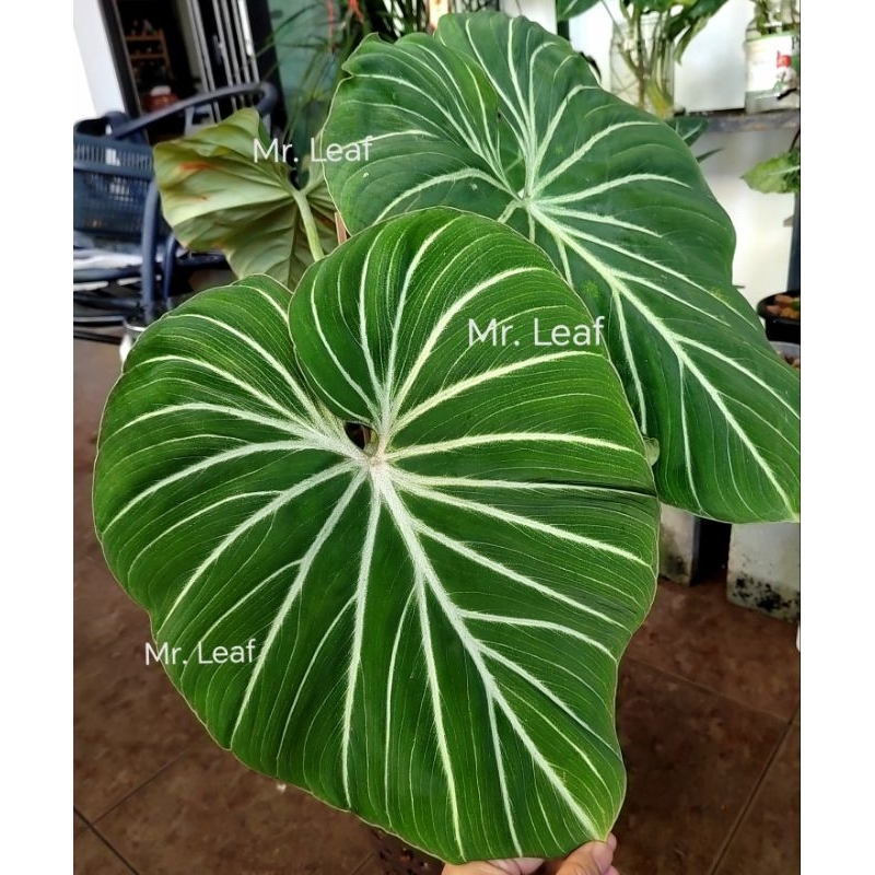 その他観葉植物 Philodendron gloriosum 'Radiante' cbef4120-1105-4690-a412-