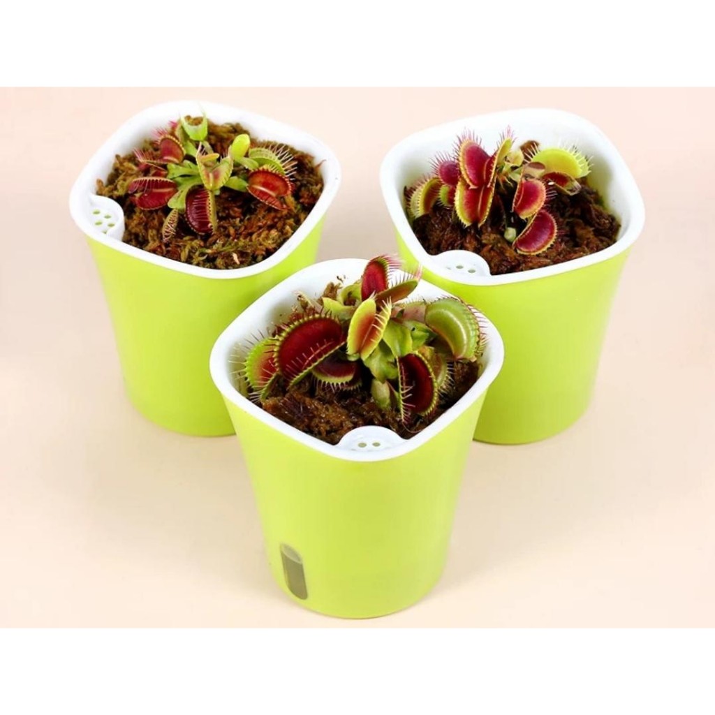 [Bunface Potato Carnivorous Plants] Self Watering Pots & Planters for