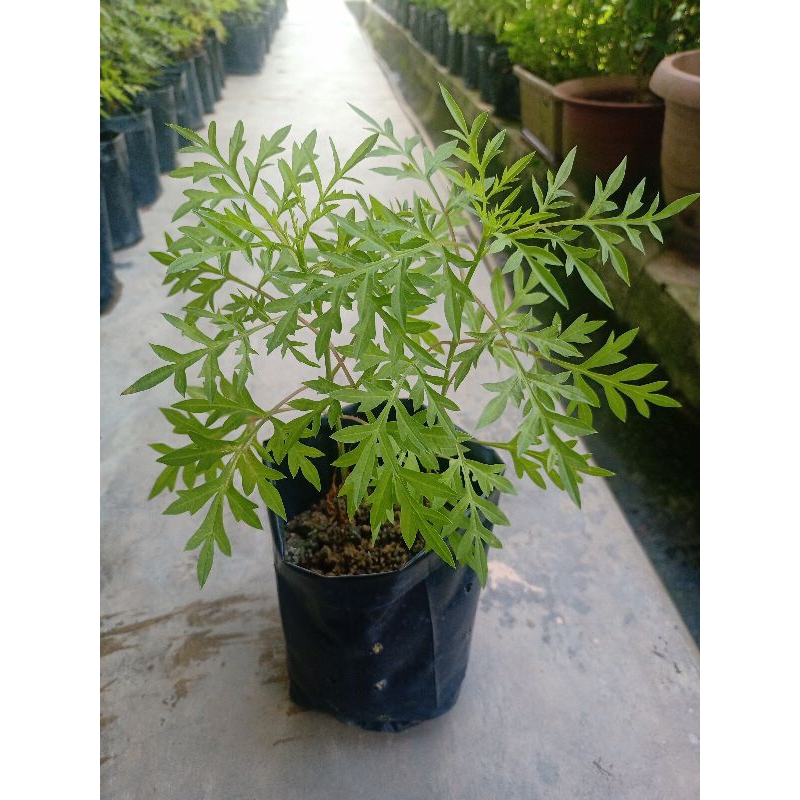 Anak Pokok Ulam Raja Saiz M Medium | Shopee Malaysia