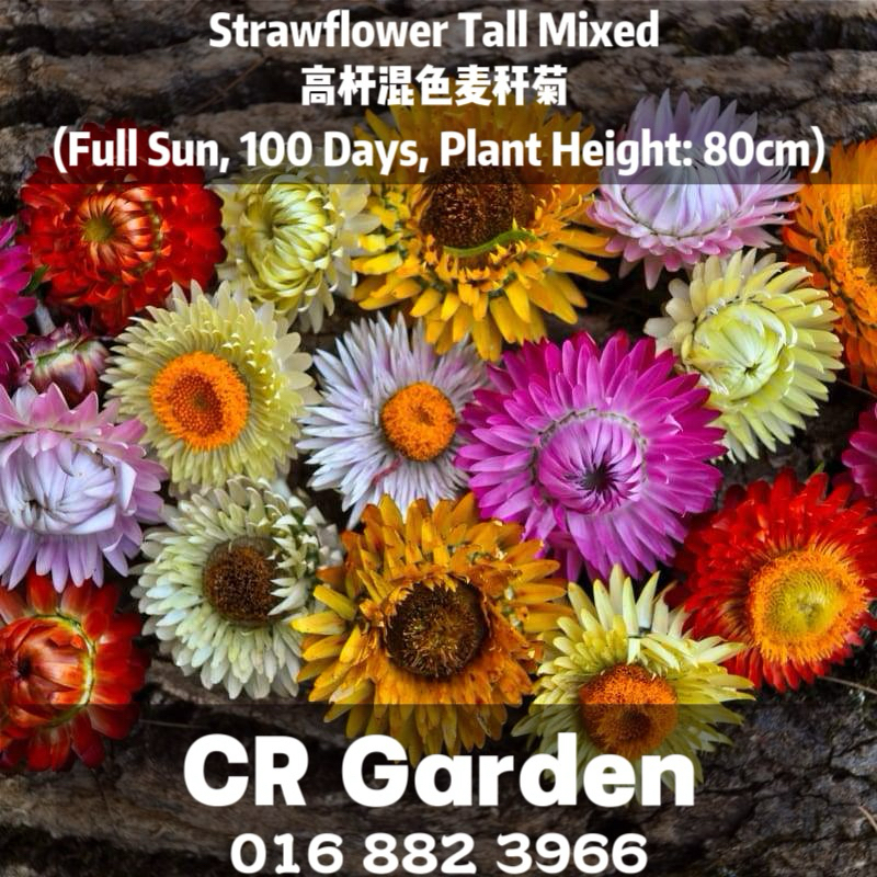 Strawflower Tall Mixed 15 Seeds 高杆混色麦秆菊 15粒 (Full Sun, 100 Days, Plant