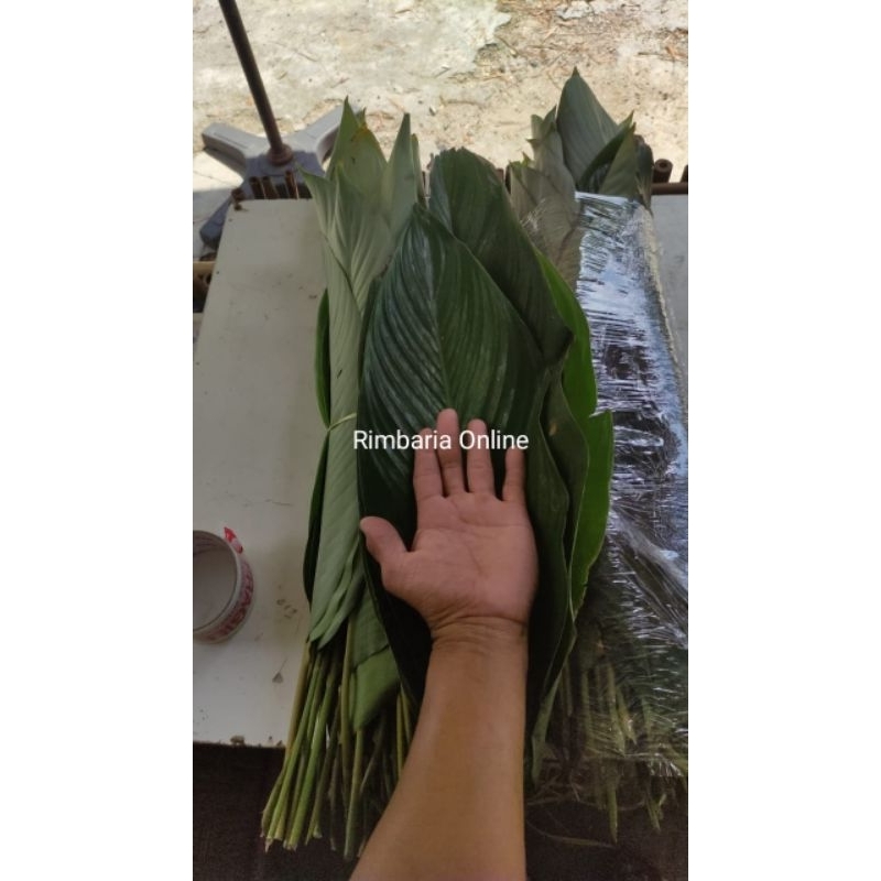 Daun Lerek 2 pilihan | Shopee Malaysia