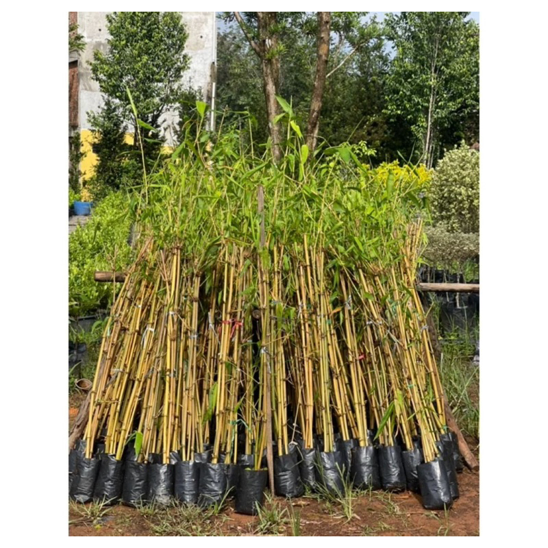 Pokok Buluh kuning thai murah / pokok buluh kuning | Shopee Malaysia