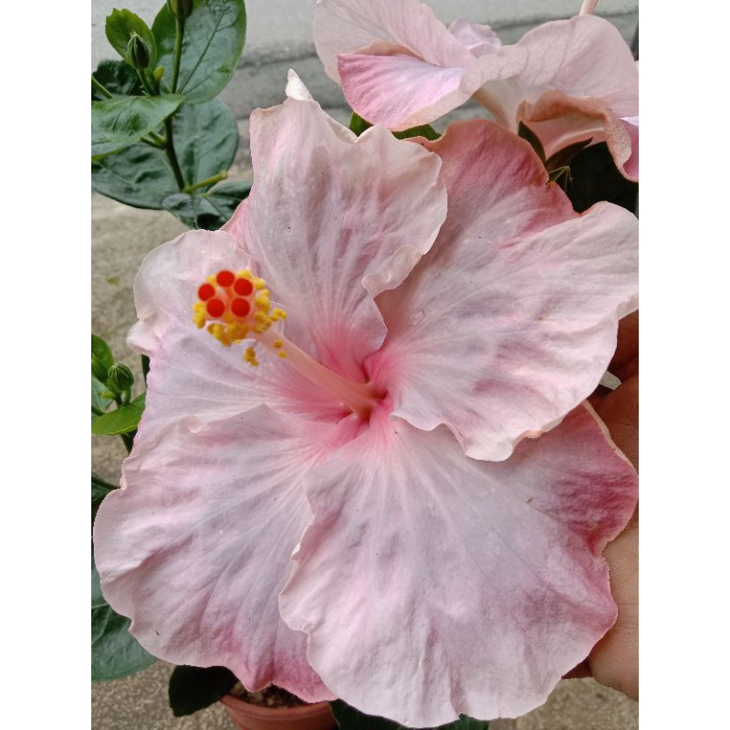 🔥🔥Bunga Raya Hybrid No.65🔥🔥 | Shopee Malaysia
