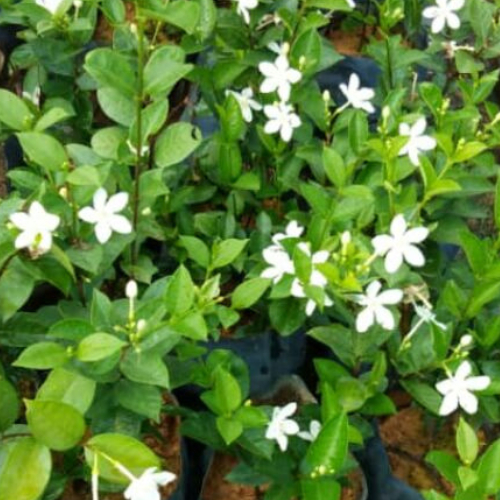 Anak Pokok Jasmine Thai / Live Plant | Shopee Malaysia