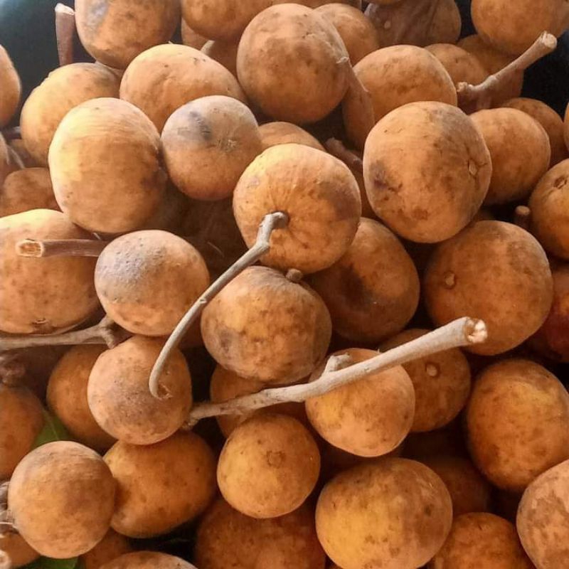 Buah setoi kampung./sentol | Shopee Malaysia