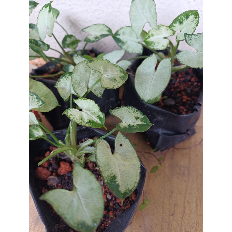 Mini Pixie Syngonium / 合果芋 (竽叶)｜精灵合果芋 | Shopee Malaysia