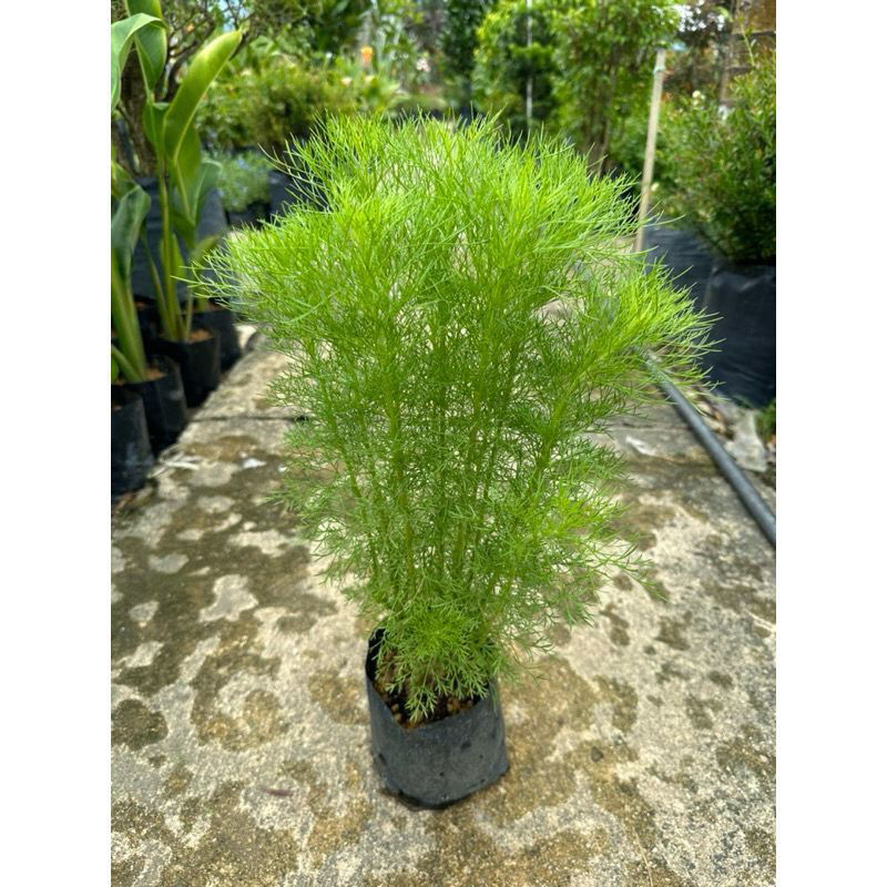 【LSG】 Pokok Halau Nyamuk / 驱蚊叶Artemisia scoparia/ Fragrant live plant