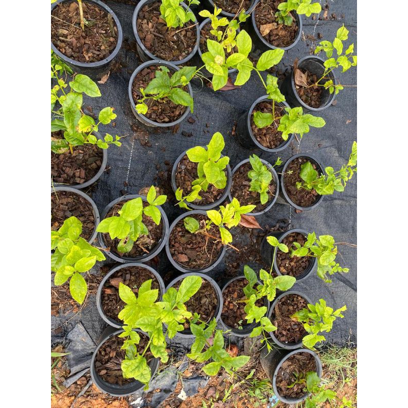 pokok BUNGA melur susun harum wangi / melur rose / jasminum sambac ...
