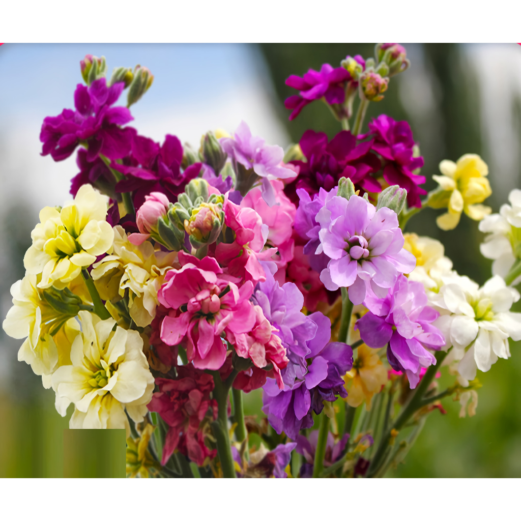 Biji Benih Bunga Matthiola Flower Seeds (Mix Colour) (20 seeds) 紫罗兰种子 ...