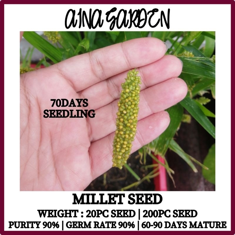 HSK [20pc/200pc] MILLET SEED BIJI BENIH POKOK Shopee Malaysia