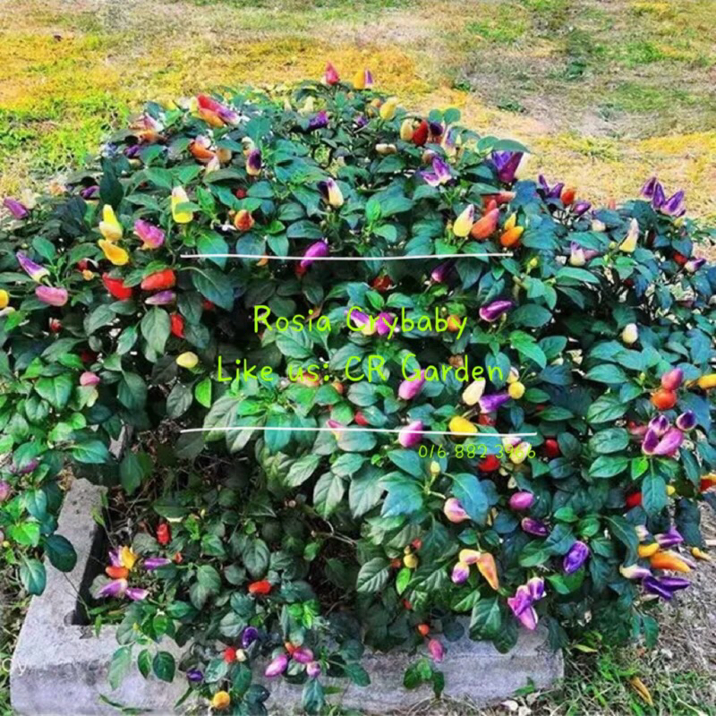 Colourful Small Chilli 8 Seeds 多彩小尖椒 8粒 (40cm height, fruit is conical ...