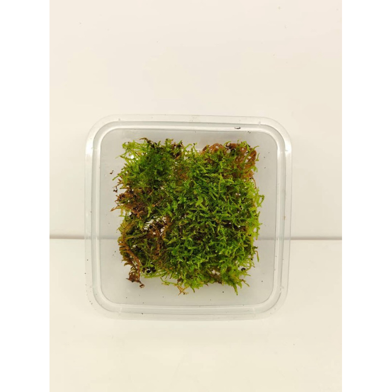 NMS / Hypnum Plumaeforme Wilson (7cm x 7cm Container) / Terrarium