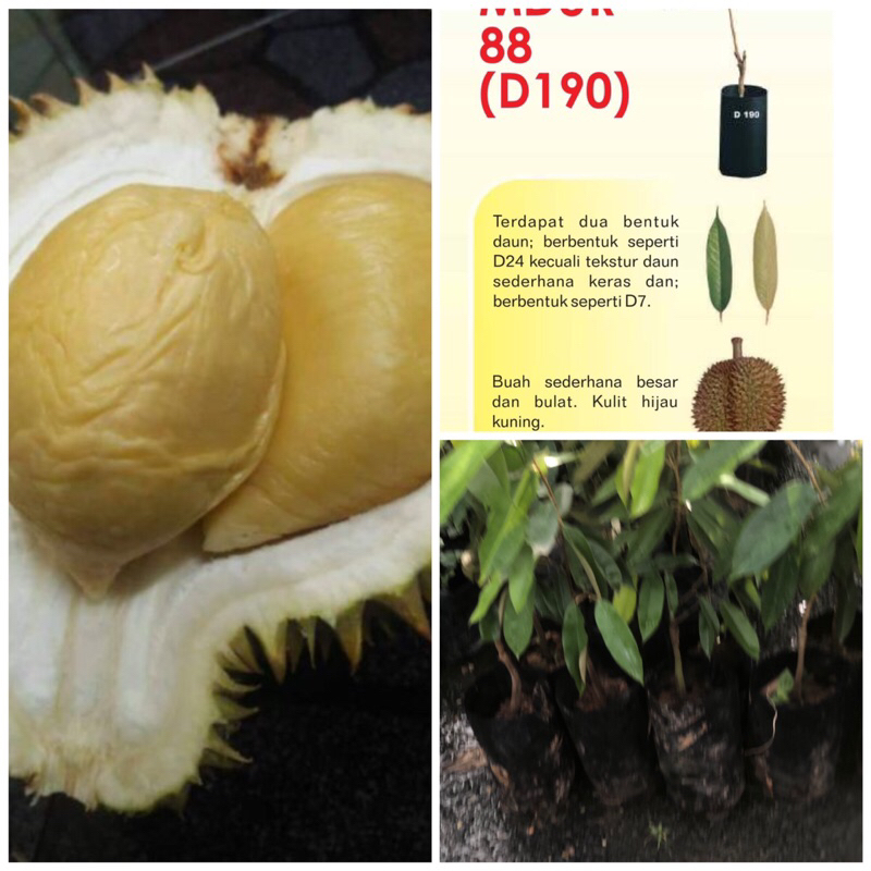 Anak pokok durian D88 / Mdur 88 durian rare | Shopee Malaysia