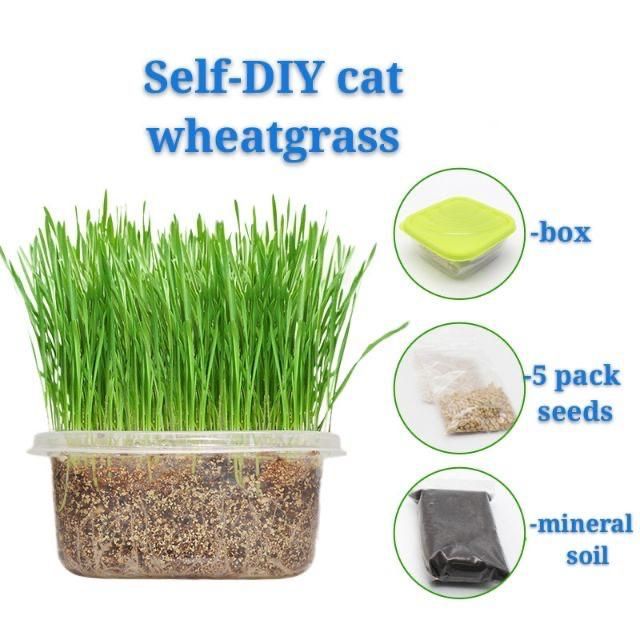 Cat Grass Seed Starter Kit ( 40gm / 800 seeds + Soil) Benih Rumput