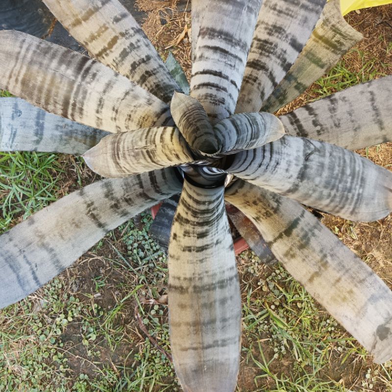 Bromeliad Aechmea Black Ice | Shopee Malaysia