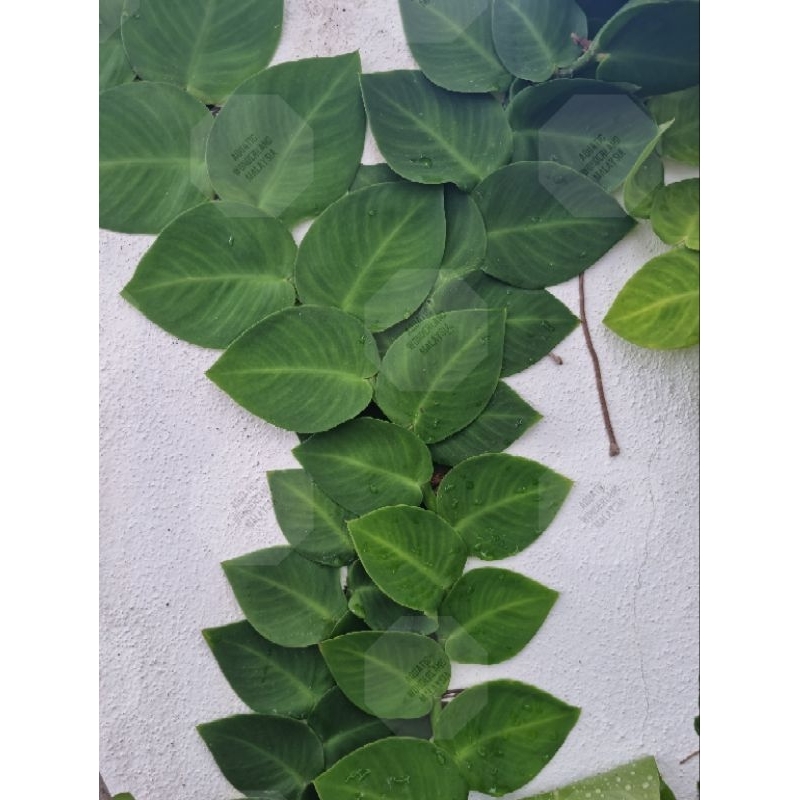 [NEW] RARE! Rhaphidophora hayi Climbing plant/ shingle plant (fresh