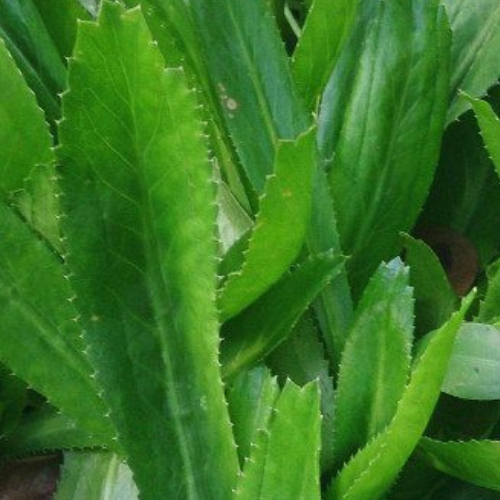 Pokok Ketumbar Jawa / Pokok Ulam Harba / Anak Pokok | Shopee Malaysia
